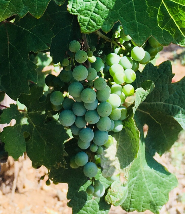 5C289A6D-7414-4A7A-9B1B-C101CCC64E1F