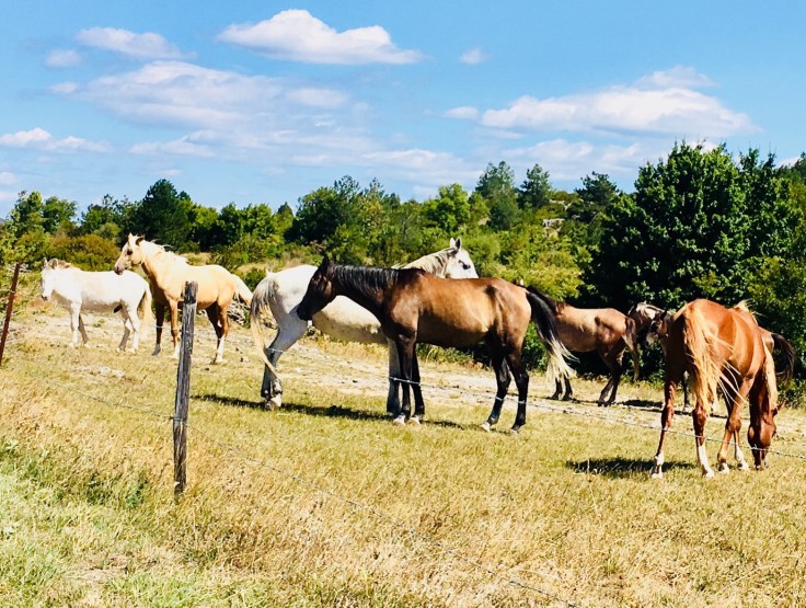 473F68C7-1D64-4FF7-8F6C-D8373601D393