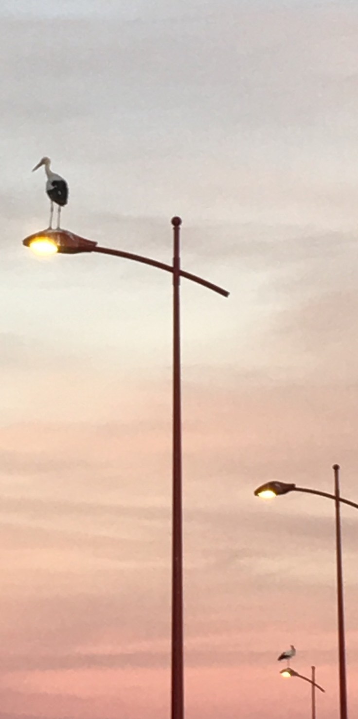 1E7F0146-484B-4966-B62A-47E1C8172142